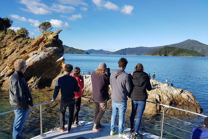 Marlborough Sounds Ultimate Cruise - Should you book the Marlborough Sounds Ultimate Cruise?