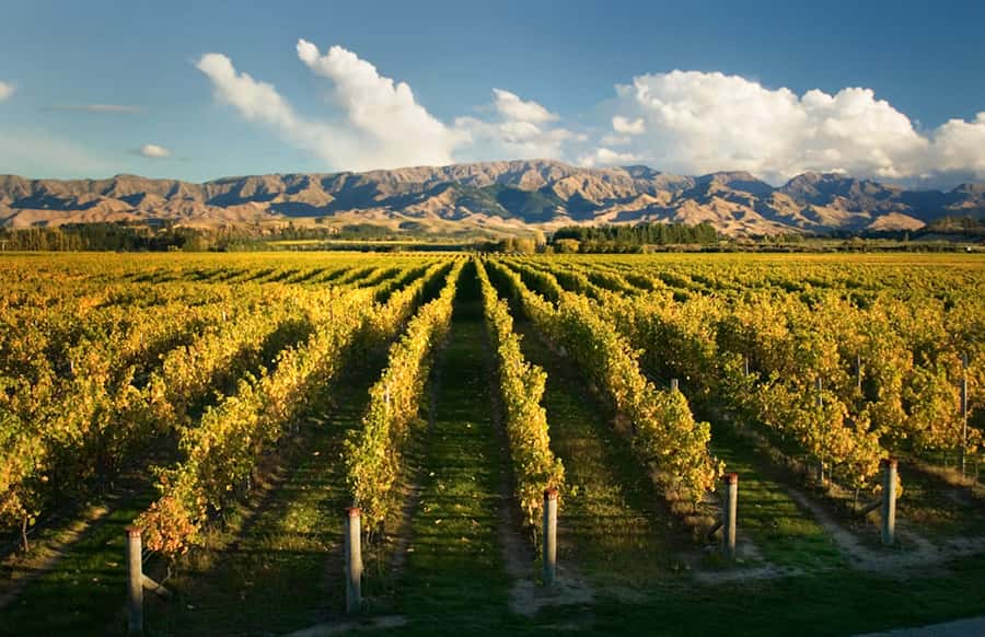 Marlborough: Wineries Visit and Tasting Session - Price and What $104 Buys You in Marlborough