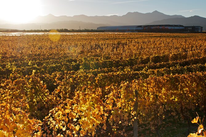 Marlborough Winery Tour - A Day of Cuisine & Wine 6hrs - Who this tour is best for, and who should pick something else