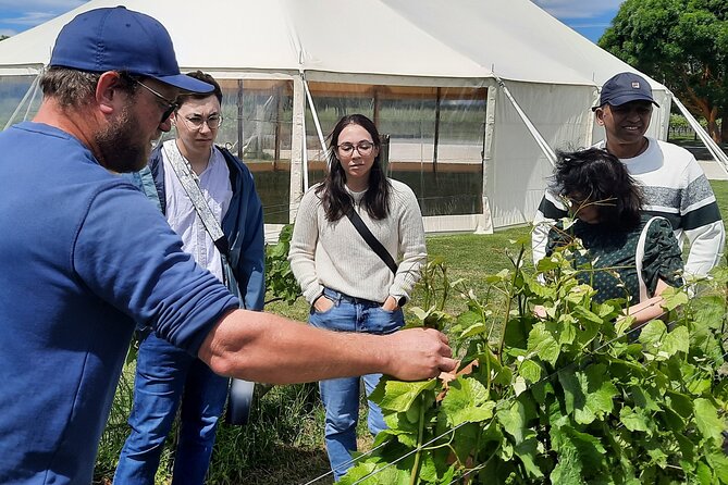 Martinborough Winery and Foodie Day Tour with vineyard lunch - Who should book this Martinborough winery and foodie day