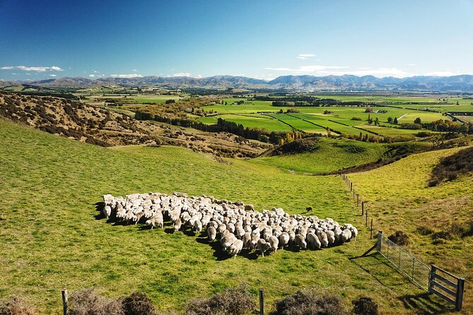 Merino Farm Experience - Key Merino Farm Experience Highlights