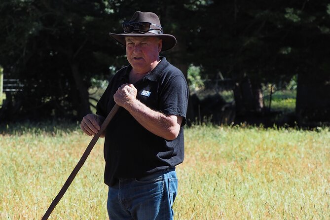 Merino Farm Experience - Field Views, Sometimes Cattle, and Working Dogs Doing Their Job