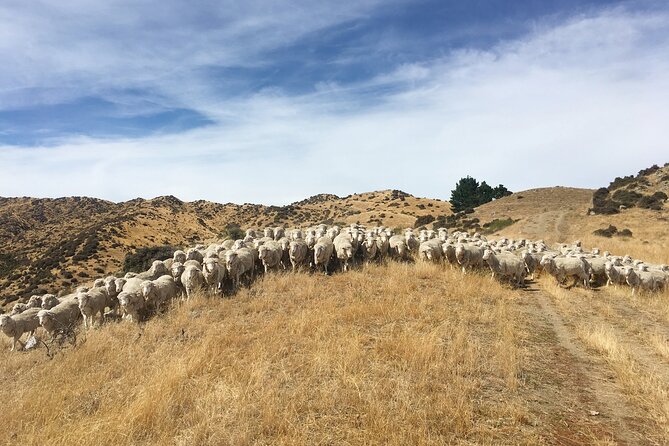 Merino Farm Experience - Hilltop Views Over the Southern Alps and Rivers