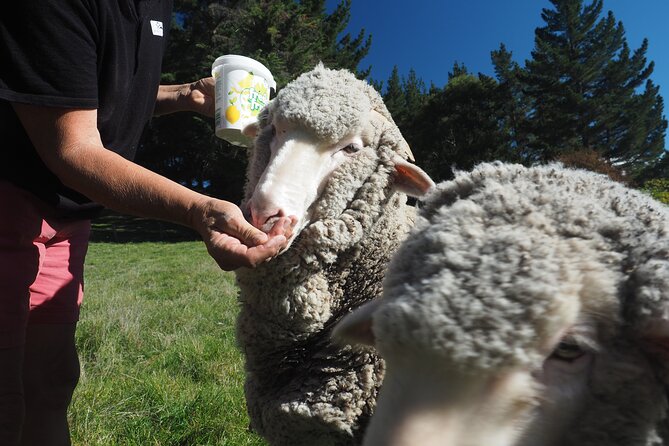 Merino Farm Experience - House Gardens, Pet Sheep Feeding, and Photo Moments