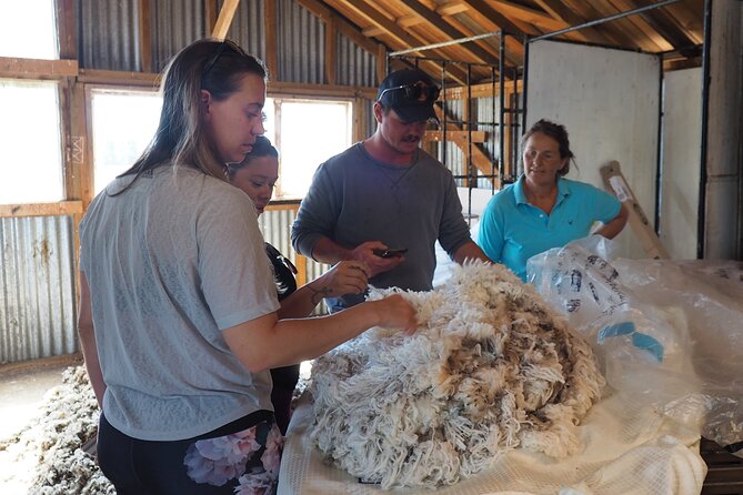 Merino Farm Experience - Timing, Energy Level, and What a 1.5-Hour Tour Means