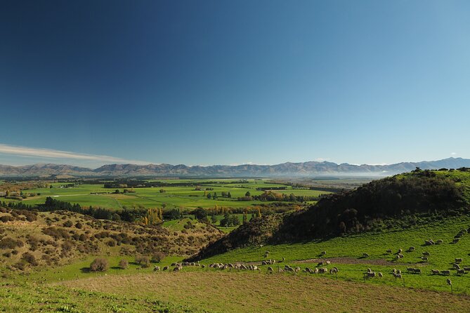 Merino Farm Experience - Price and Value: Is $58.95 Worth It?