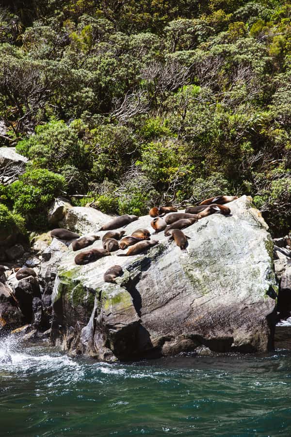 Milford Sound: 2-Hour Small Boat Scenic Cruise - Wildlife odds: seals, dolphins, and penguins seasonally