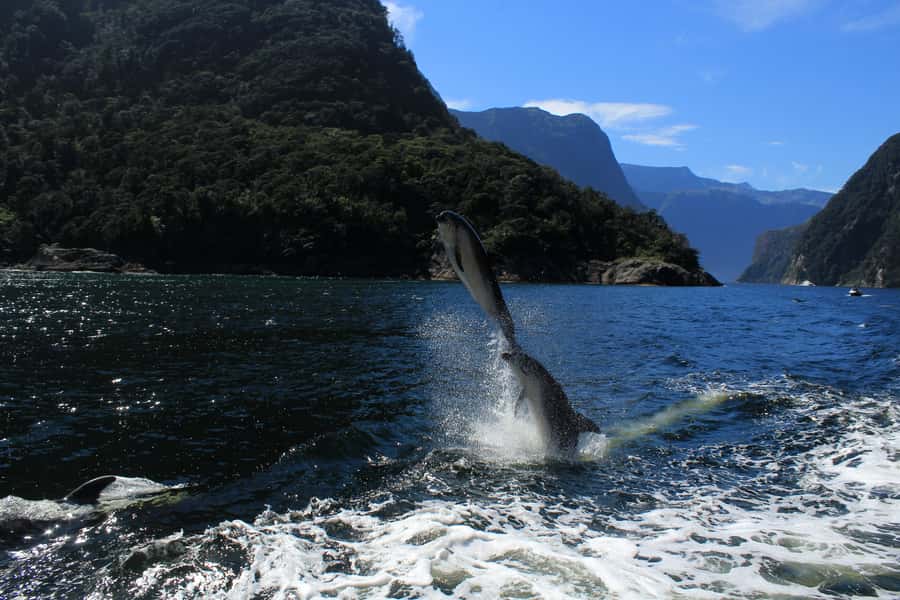 Milford Sound: Boutique Small-Boat Cruise - Sterling Falls on the Return: The Most Likely Soak