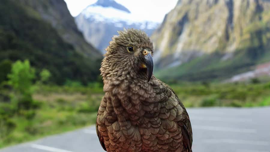 Milford Sound: Boutique Small-Boat Cruise - Wildlife Viewing: What You Can Realistically Expect