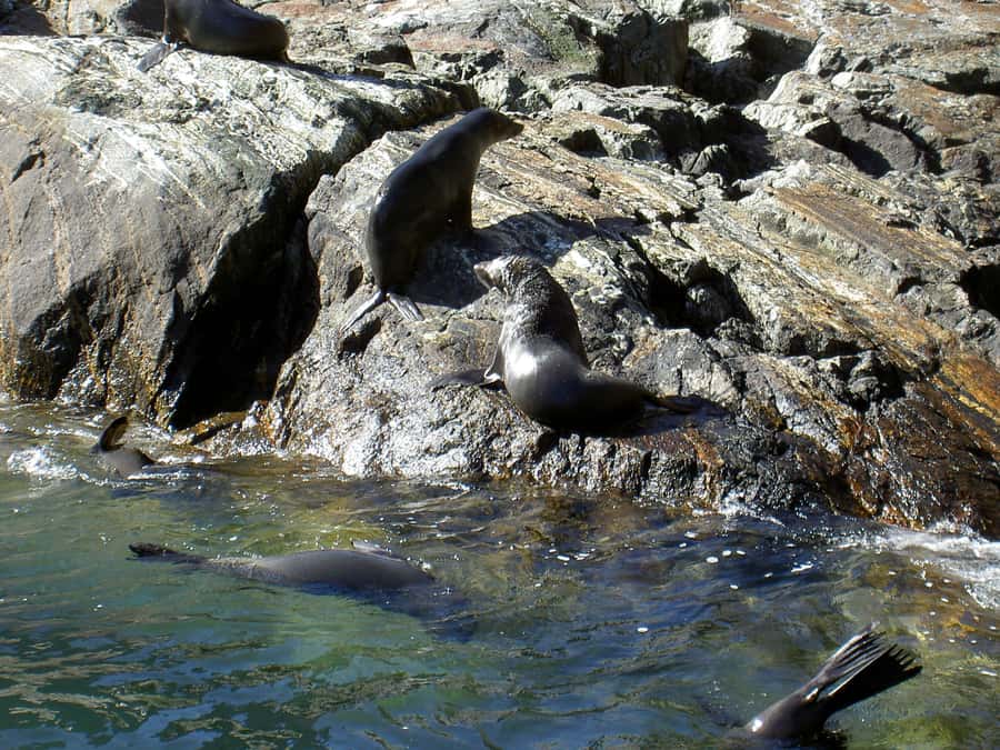 Milford Sound: Boutique Small-Boat Cruise - How the Guide and Crew Affect Your Day