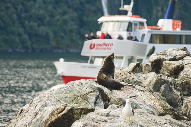 Milford Sound Coach & Extended Cruise from Queenstown - The Extended Cruise: How to Make the Most of Up to 2 Hours 15 Minutes