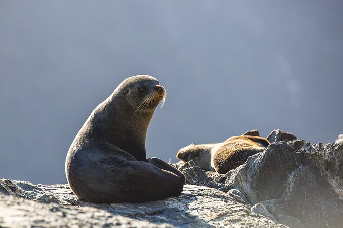 Milford Sound Cruise - RealNZ - Wildlife Spotting: Dolphins, Seals, and the Penguin Hope