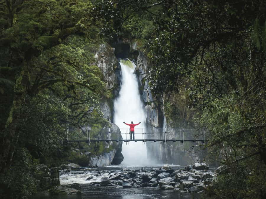 Milford Sound: Nature Cruise & Milford Track Walk - Wildlife on the Water: Seals, Dolphins, and a Penguin Hope