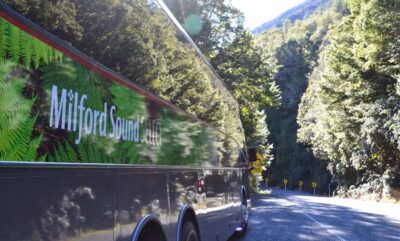 Milford Sound Premium Day Tour and Cruise from Te Anau