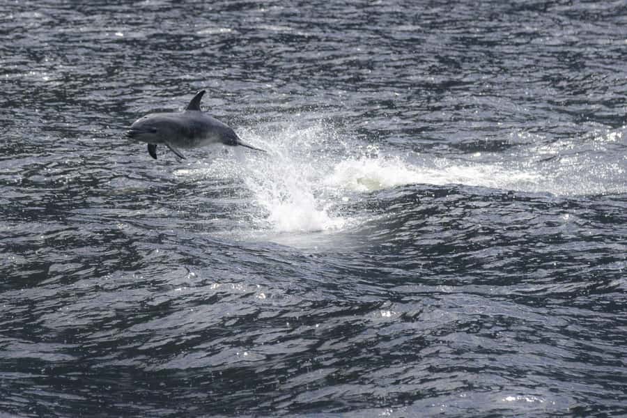 Milford Sound: Premium Small Group Cruise with Canape Lunch - A 12-Hour Day Made Simple: Timing, Check-In, and Parking