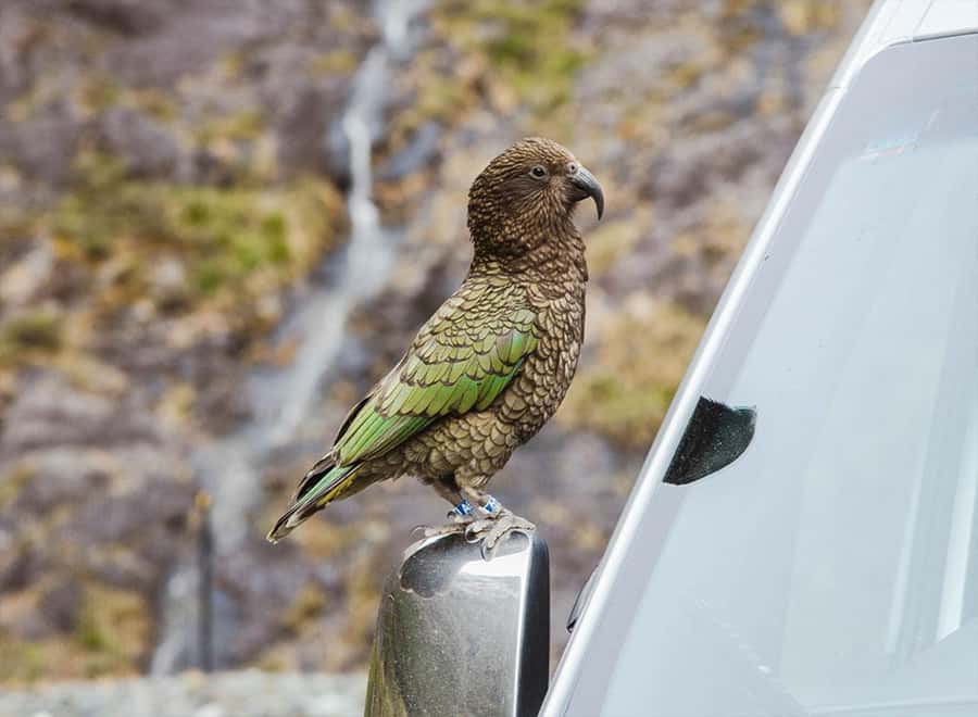 Milford Sound: Small-Group Tour from Te Anau - Timing, Weather, and What to Expect When Conditions Shift