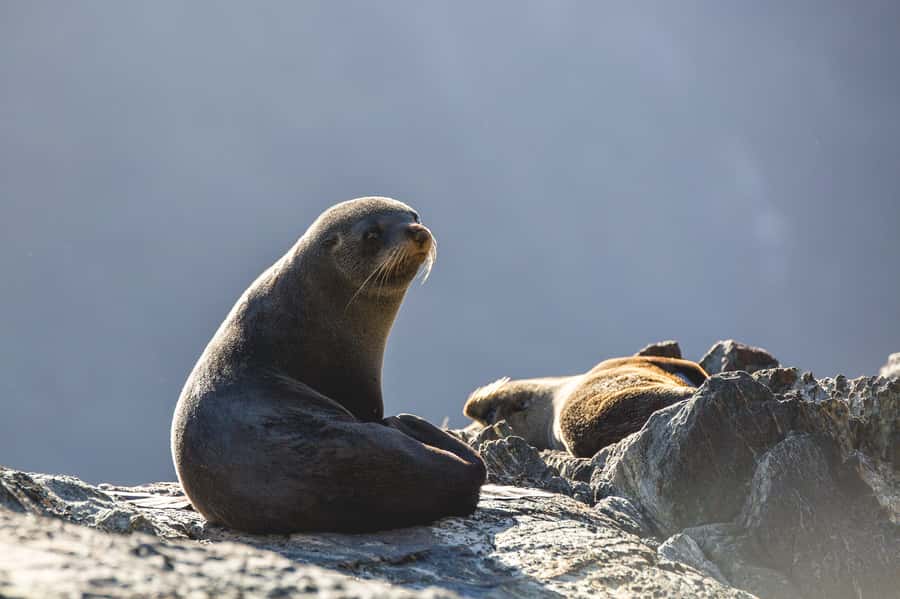 Milford Sound: Wildlife & Nature Cruises - Wildlife spotting with nature guides, not just a hope-and-pray search