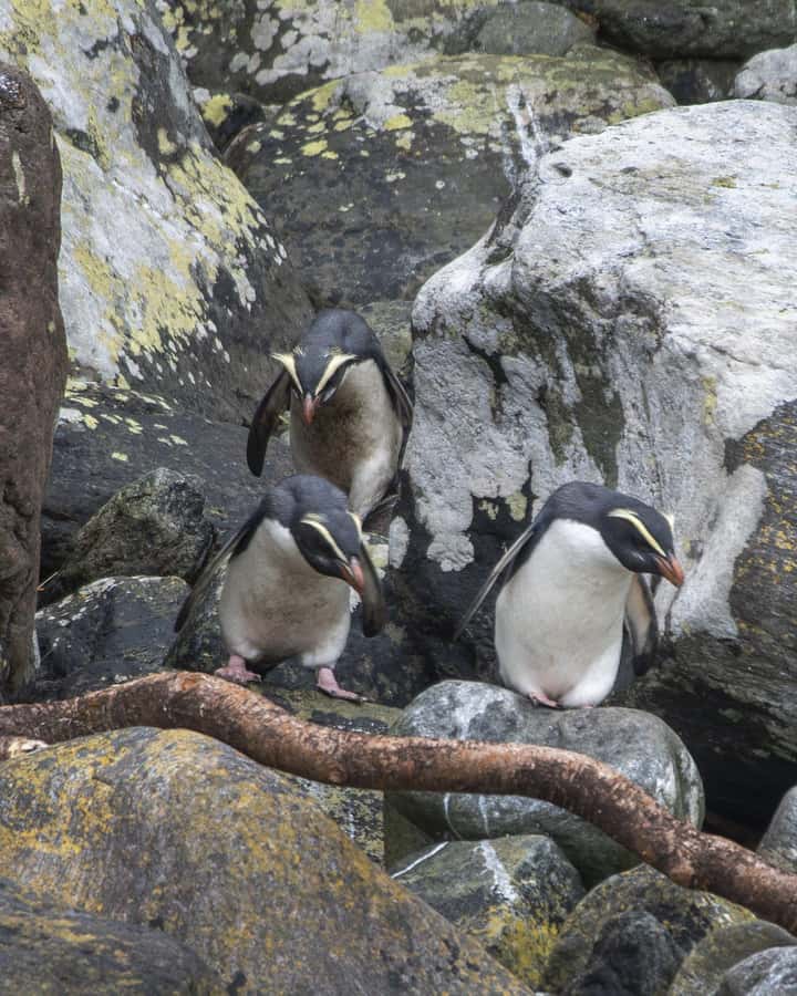 Milford Sound: Wildlife & Nature Cruises - Your 2-hour schedule: what happens from check-in to return