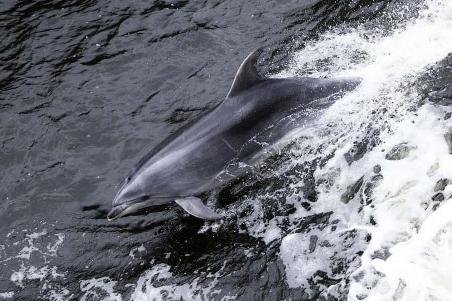 Milford Sound: Wildlife & Nature Cruises - The Haven, the Mariner, or the Sovereign: picking the right boat vibe