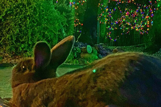 Mini Golf with Rabbits in Rotorua - Key highlights