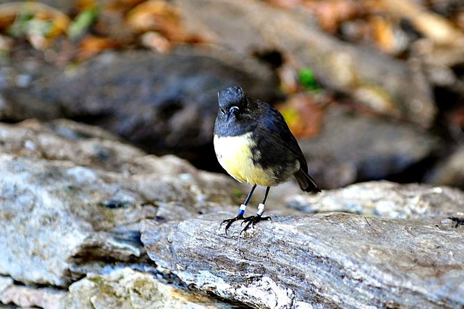 Motuara Island Bird Sanctuary and Ship Cove Cruise from Picton - Key things to know before you go