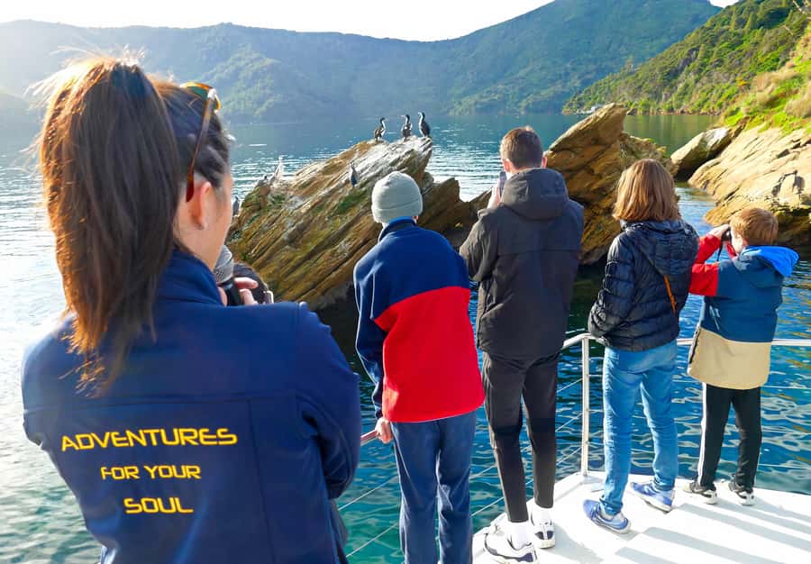 Motuara Island Sanctuary: Wildlife & Dolphin Watching Tour - Key things that make this tour work