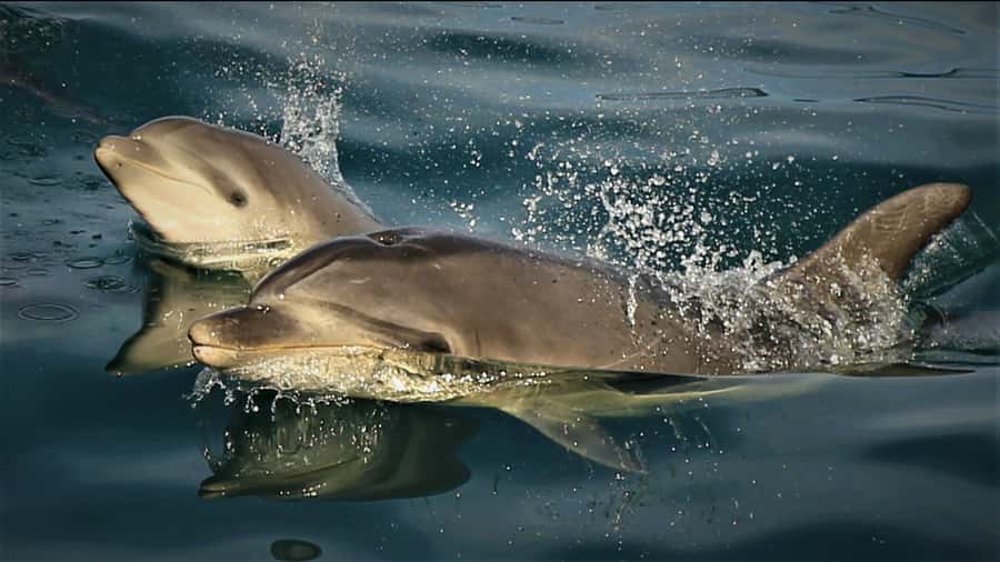 Motuara Island Sanctuary: Wildlife & Dolphin Watching Tour - Motuara Island and the Marlborough Sounds, in a tight four-hour window