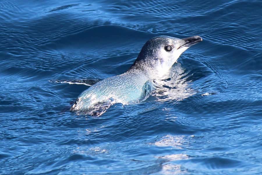 Motuara Island Sanctuary: Wildlife & Dolphin Watching Tour - Walking Motuara Island Sanctuary, what predator-free actually changes