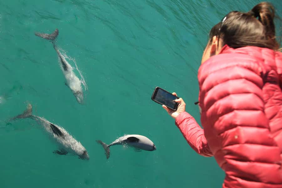 Motuara Island Sanctuary: Wildlife & Dolphin Watching Tour - Timing, comfort, and why the small group size feels better