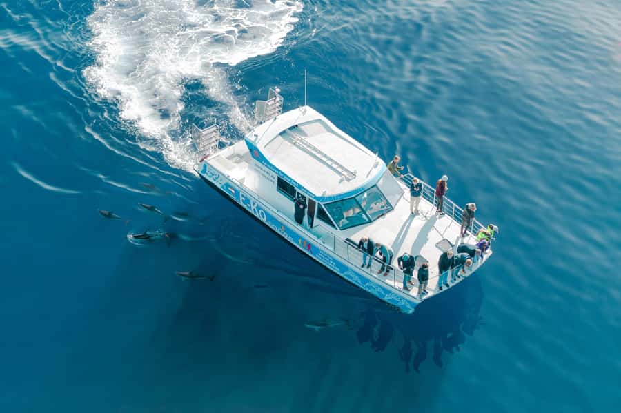 Motuara Island Sanctuary: Wildlife & Dolphin Watching Tour - Should you book Motuara Island Sanctuary and Dolphin Watching with E-ko Tours?