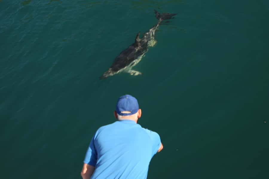 Motuara Island Sanctuary: Wildlife & Dolphin Watching Tour - FAQ