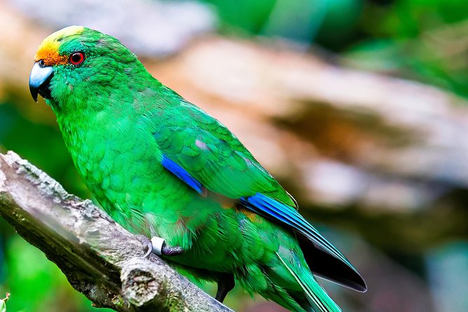 Motuara Wildlife Sanctuary Tour and Dolphin Cruise from Picton - Boat Comfort With a 30-Person Limit: When Seating Matters
