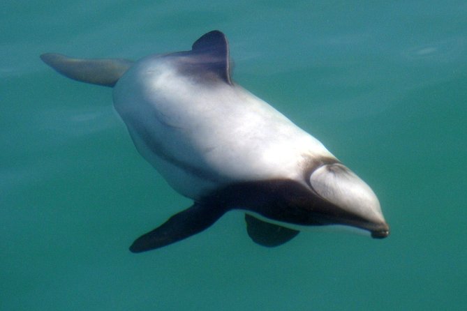 Motuara Wildlife Sanctuary Tour and Dolphin Cruise from Picton - Guides and Captains on the Marlborough Sounds: Science With Personality