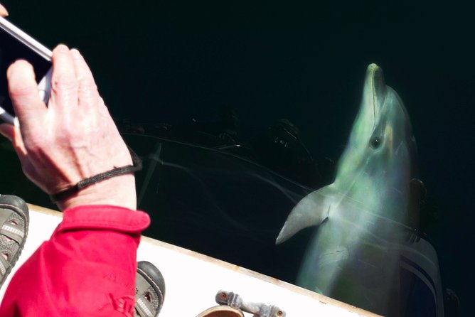 Motuara Wildlife Sanctuary Tour and Dolphin Cruise from Picton - Included Snacks, Drinks, and Wildlife Tools: Is It Worth $104.26?