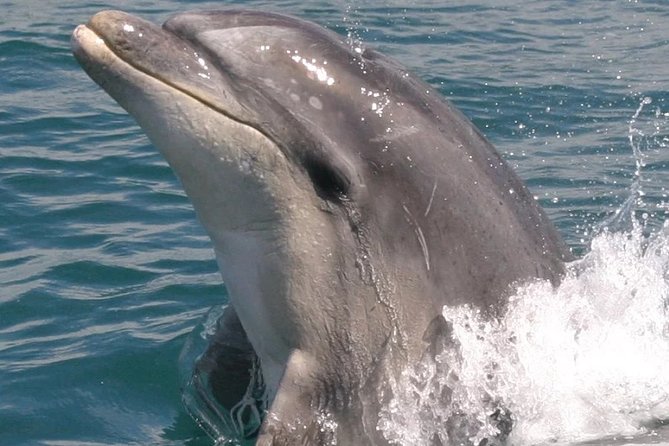 Motuara Wildlife Sanctuary Tour and Dolphin Cruise from Picton - Who This Tour Suits Best From Picton