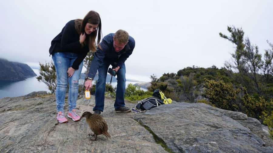 Mou Waho Island: 3-Hour Cruise and Guided Nature Walk - Key Things I’d Prioritize Before You Go