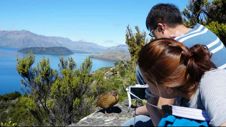Mou Waho Island: 3-Hour Cruise and Guided Nature Walk - Mou Waho Island: Predator-Free Conservation in Action