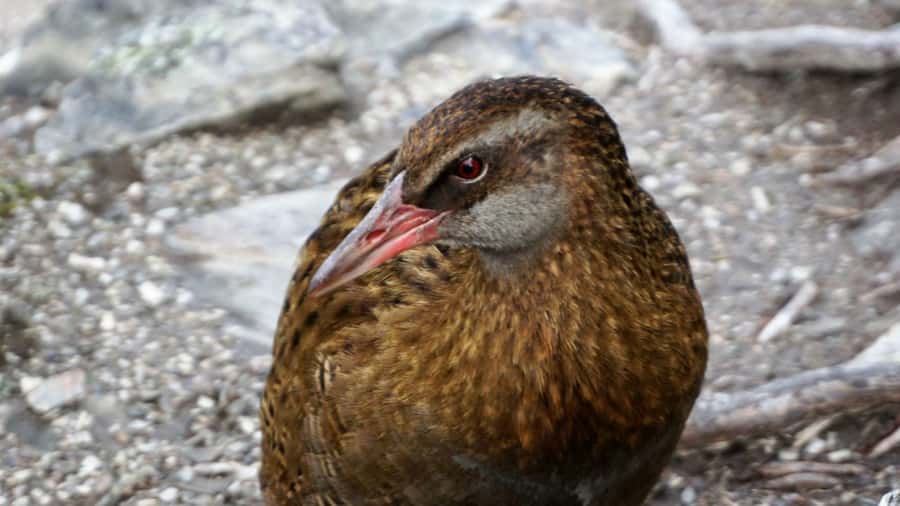 Mou Waho Island: 3-Hour Cruise and Guided Nature Walk - The 1 Kilometer Walk With a 150 Meter Climb: What You Are Really Signing Up For
