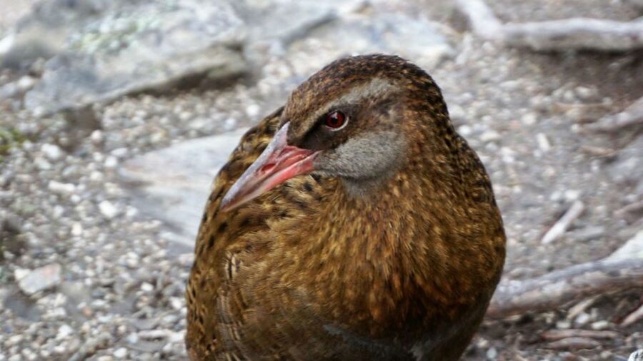 Mou Waho Island: 3-Hour Cruise and Guided Nature Walk - Photo Strategy and Timing: Getting the Shots Without Stress
