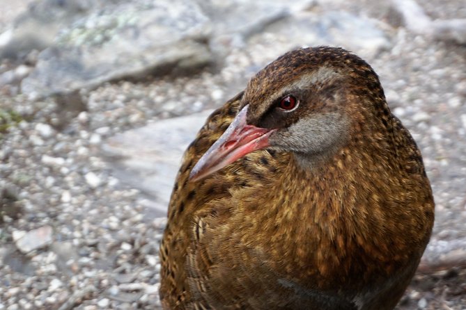 Mou Waho Island Cruise and Guided Nature Walk - Ruby Island Pass and the 1920s Dance Hall on Top