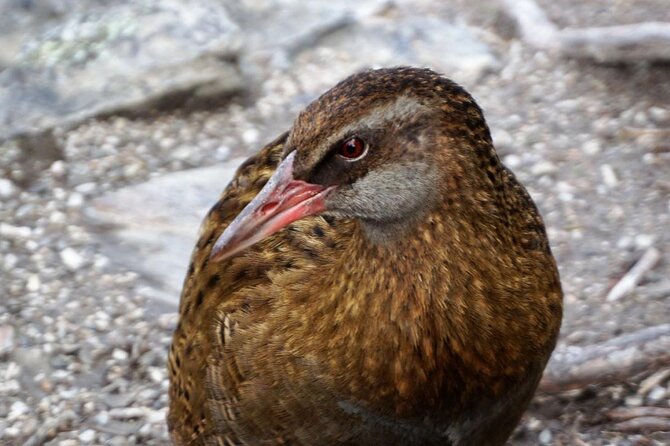 Mou Waho Island Cruise & Self-Guided Nature Walk - Lake Wanaka by Moutimu, where the scenery comes at you fast