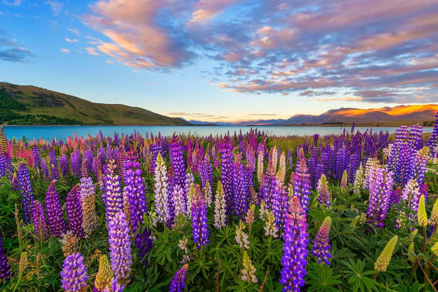 Mount Cook Day Tour from Christchurch - Price and value at about $119 per person