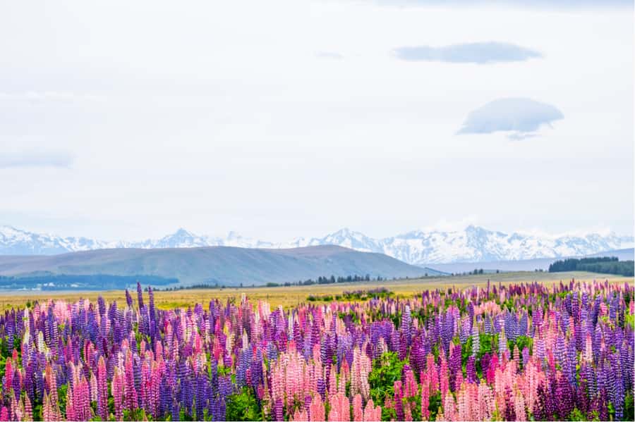 Mt. Cook Day-Tour: Christchurch to Queenstown - How the guide and driver turn hours of road time into context