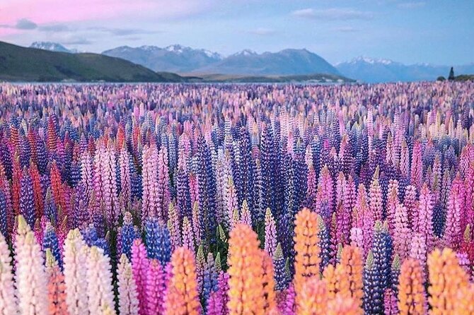 Mt. Cook Full Day Private Tour via Tekapo from Christchurch - Christchurch to Mount Cook in one long day