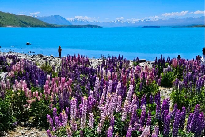 Mt. Cook Private Day Trip From Queenstown with Lake Tekapo - High Country Salmon, a break that is more than a snack stop
