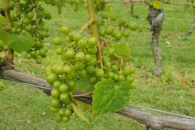 Muriwai Scenic Wine Tour from Auckland - Wine tastings in West Auckland: two estates, two different personalities