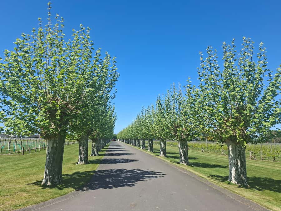 Napier: Afternoon Winery Tour Tasting at 3 Great Wineries - Pask Estate and the appeal of tasting older wines