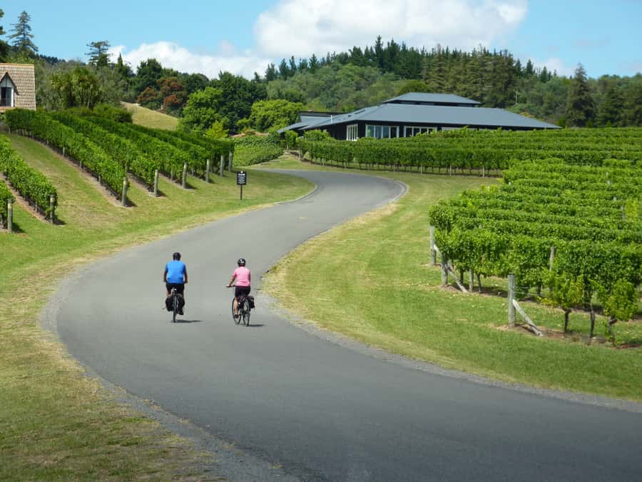 Napier: Cape Coast Winery Tour on E-Bikes - Getting started: where to meet, how transfers shape your schedule