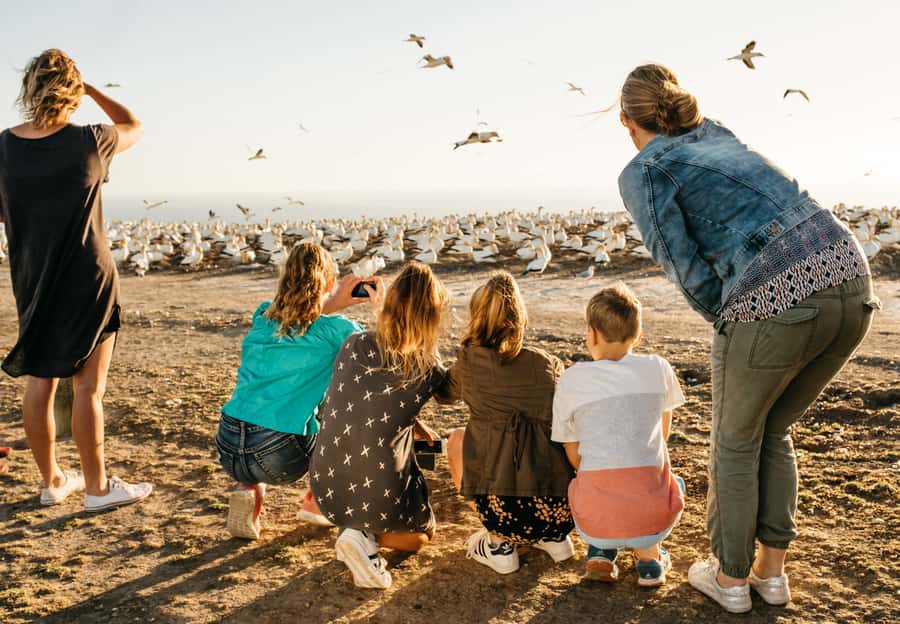 Napier: Cape Kidnappers Gannet, Nature & Sightseeing Tour - Key things you should know before you go