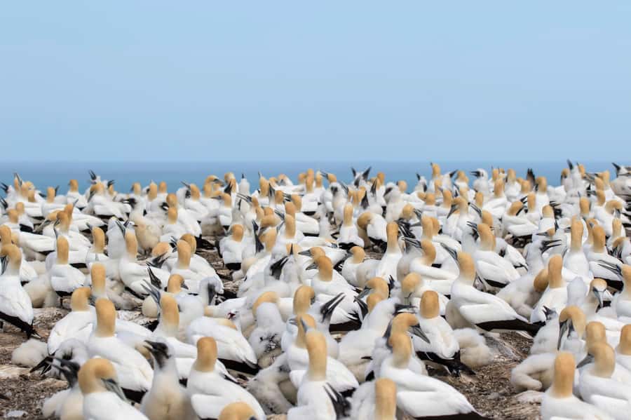 Napier: Cape Kidnappers Gannet, Nature & Sightseeing Tour - Should you book the Napier Cape Kidnappers gannet tour?